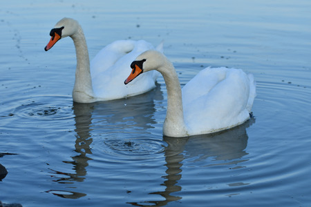 reflection in water of swimming white swan on the lakeの写真素材