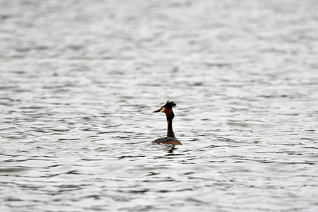 dabchick crested swimming on the lake grebeの写真素材