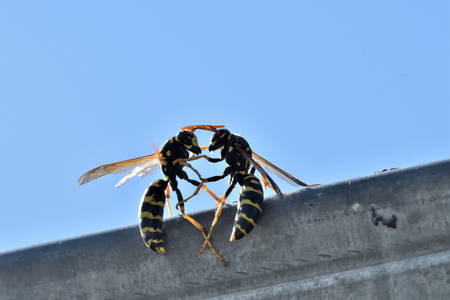macro portrait of two waps fighting on the tree woodの写真素材