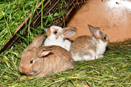 rabbit mutter and little cutie watching around his hay nest close up portraitの写真素材
