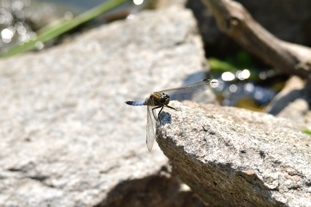 macro dragonfly flying on the stone
