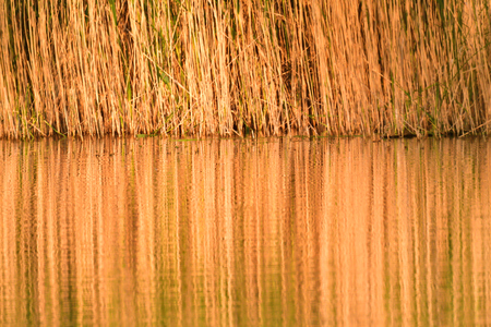 mirroring of yellow cane on the surface water lakeの写真素材