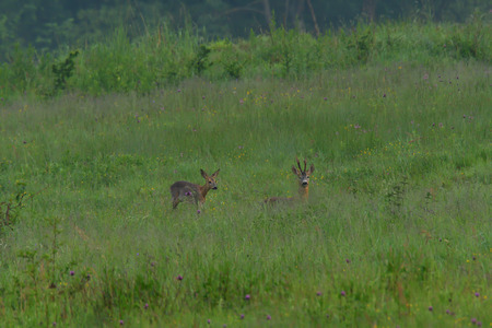 Roebuck with antlers watching in the grass deer roeの写真素材