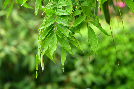 cold windy rainy holiday in cottageの写真素材