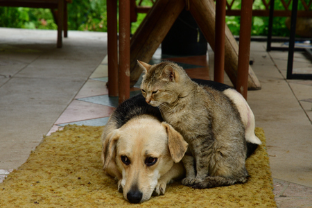 dog and cat  lie down in sorrow in eyes