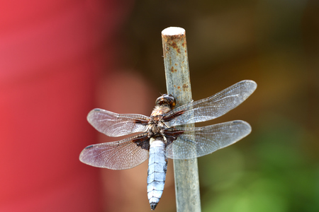 close up Dragonfly with wings sitting on the stickの写真素材