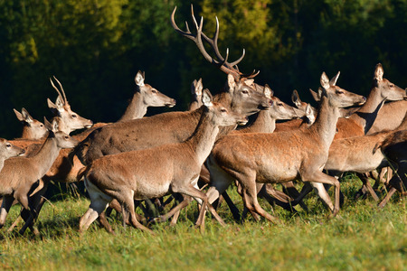 Herd of deer with antlers and buckskin running in rut seasonの写真素材