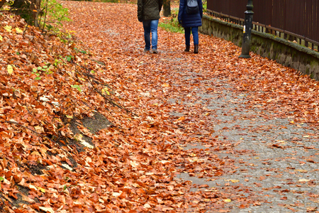 walking tourist trail full of leaves in autumnの写真素材