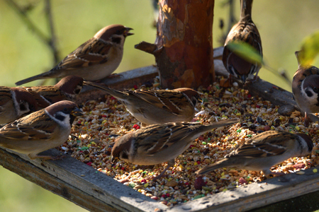 herd of sparrow bird eating seeds from the rack feederの写真素材