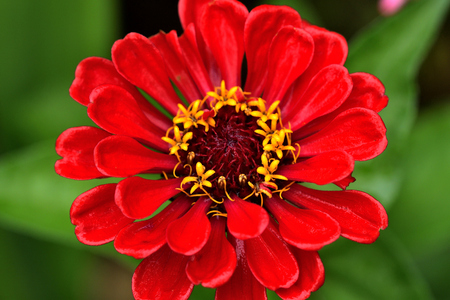 Blooming colorful flowers with leaves in the backgroundの写真素材