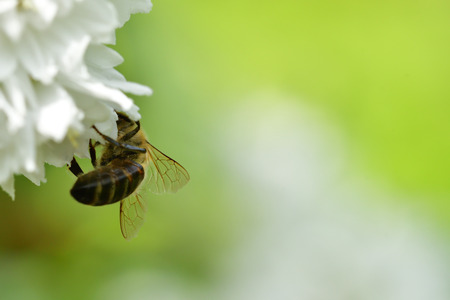 Bee flying and collecting fine dust from blossom flowerの写真素材