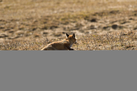 red fox wildlife hunting on the meadow for feedの写真素材