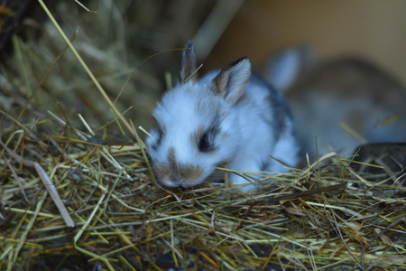 Animal love mother with smalll rabbit in the lair with hayの写真素材