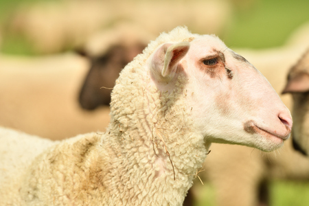 Domestic lamb on pasture on the green grassの写真素材