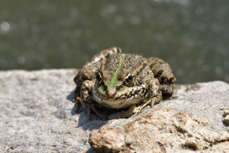 frog sitting on a stone by a pond in the sunの写真素材