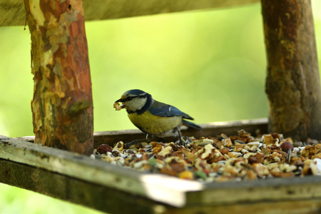 Titmouse bird with food in beak on fodder rack detailの写真素材