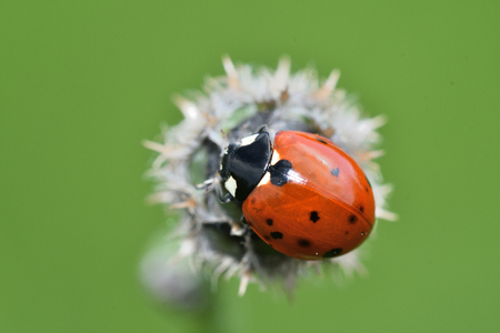 macro detail of ladybird on the green stalk of grassの写真素材