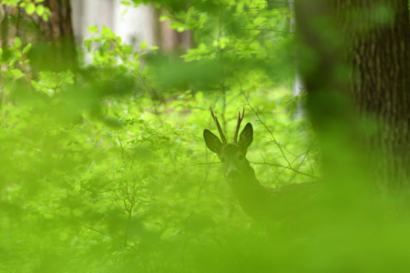 Small roe buck with antler  to hide in camouflage on grass and forestの写真素材