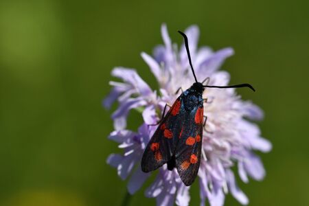 Six-spot burnet sucking the nectar on the meadow flowerの写真素材
