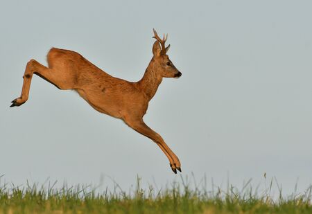 The roebuck jumping on the meadow in rut seasonの写真素材