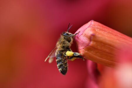 Bee flying and collecting fine dust from blossom flowerの写真素材