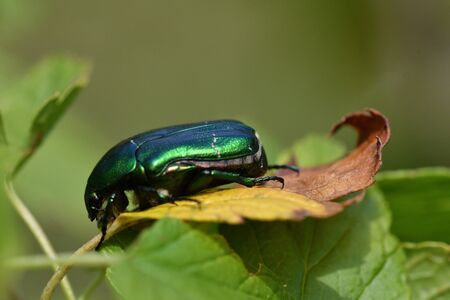 rose chafer eats pollen on the flower macro photography
