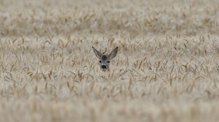 Head of roe buck is sticking out og agricultural field with wheatの写真素材