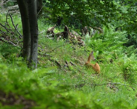 Doe resting in the forest during the dayの写真素材