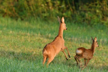 Mum doe with a fawn  jumps quickly into the forest from dangerの写真素材
