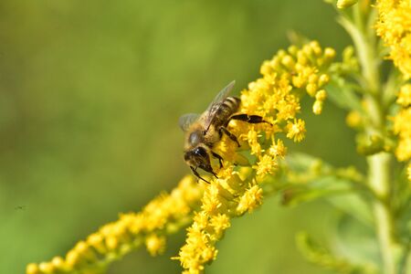 Macrophotography of bee polinating yellow flower in blossom
