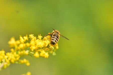 Macrophotography of bee polinating yellow flower in blossom