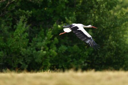 White stork flies over the woods and meadowsの写真素材
