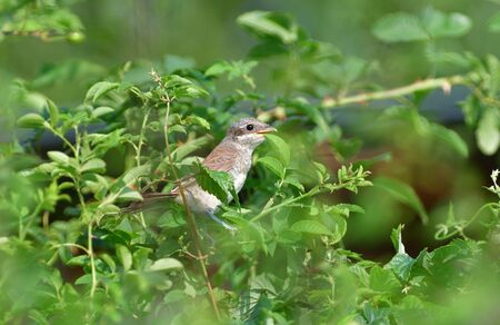 Portrait of a female Red-backed shrike sitting in a dense shrub on its nestの写真素材