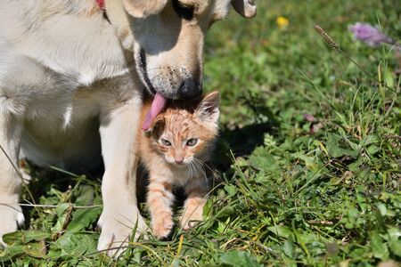 Dog cleans the hair of a small cat like a mother