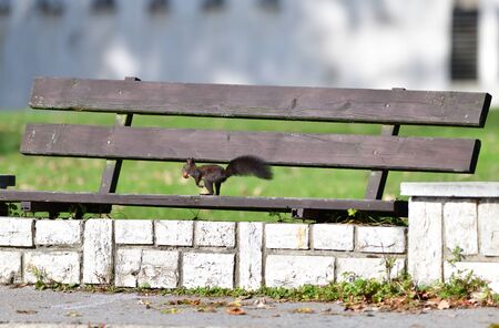 Eurasian red Squirrel living on trees in a public cemetery near peopleの写真素材