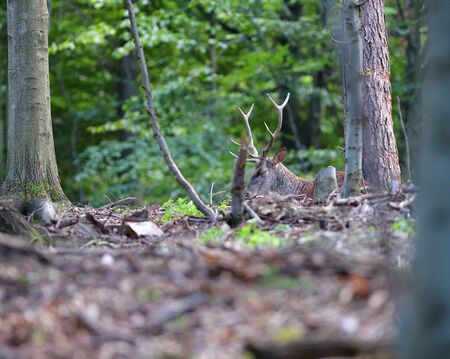 Buck deer sleeps in the forest in pairing seasonの写真素材