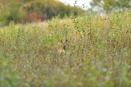 Doe deer hidden in high autumn grass camouflagedの写真素材