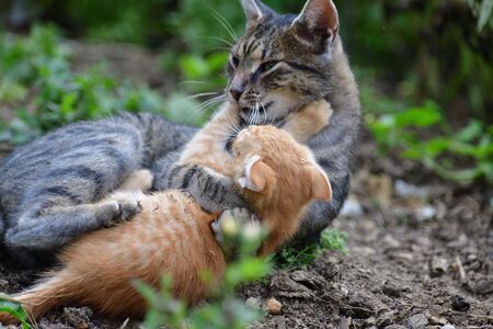 small cats playful together on the grass