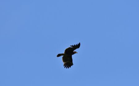 Common buzzard flying in the sky over the meadow