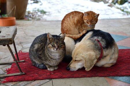 Dog and cat to snuggle in animal love best friendsの写真素材