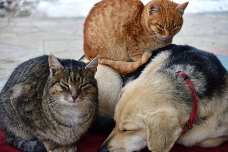 Dog and cat to snuggle in animal love best friendsの写真素材