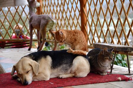 Dog and two cats to snuggle each other as best friendsの写真素材