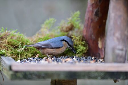 Eurasian nuthatch eats sunflower seeds on a feed in the forestの写真素材