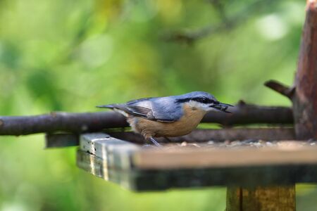 Eurasian nuthatch arrives at a seed feeder in springの写真素材
