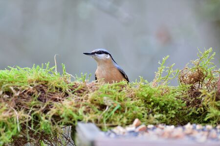 Eurasian Nuthatch close up as it has sunflower in its beakの写真素材