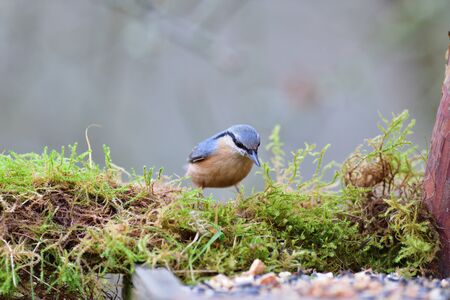 Eurasian Nuthatch close up as it has sunflower in its beakの写真素材