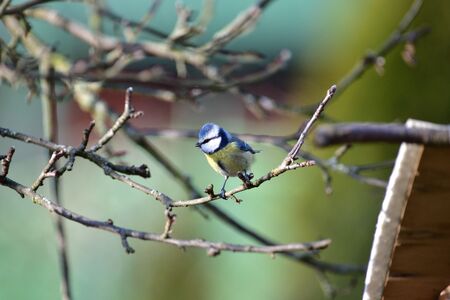 Eurasian blue tit sitting on a feeder rack with sunflower seeds for feeding in autumnの写真素材