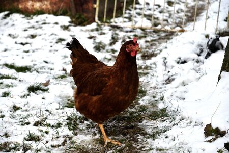 domestic chicken walking and eating  on the snow farm in the winterの写真素材