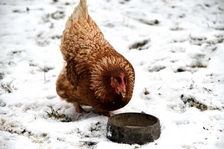 domestic chicken walking and eating  on the snow farm in the winterの写真素材