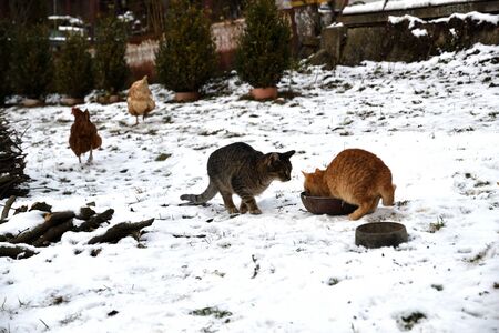 domestic chicken eating with dog and cat together on the snow in winterの写真素材
